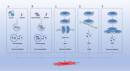 Figure 3. Role of autophagy in ferroptosis. (A) NCOA4-mediated ferritinophagy promotes iron accumulation. (B) RAB7A-mediated lipophagy promotes lipid peroxidation. (C) BECN1-mediated system Xc- inhibition promotes GSH depletion and ferroptosis. (D) STAT3-mediated CTSB expression and release announce lysosomal cell death. (E) HSP90-mediated LAMP2A stability contributes to CMA-mediated GPX4 degradation.