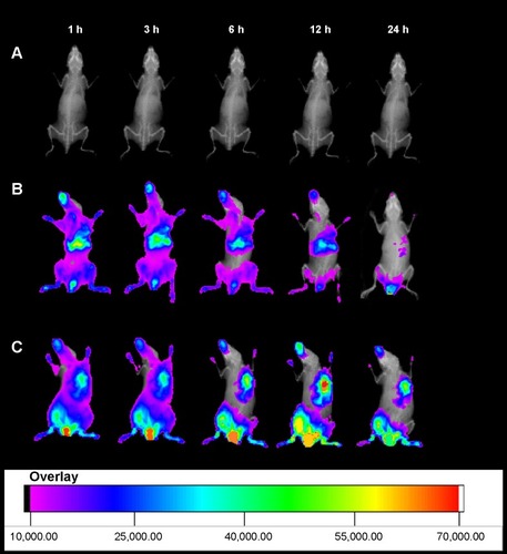 Figure 11 In vivo non-invasive NIRF images of tumor-bearing mice.Notes: (A) Control group; (B) free DiR; and (C) DiR-labeled HA-SWCNTs nanoparticles.Abbreviations: DiR, 1,1′-dioctadecyltetramethyl indotricarbocyanine iodide; h, hours; HA-SWCNTs, hyaluronic acid-functionalized single-walled carbon nanotubes; NIRF, near-infrared fluorescence.