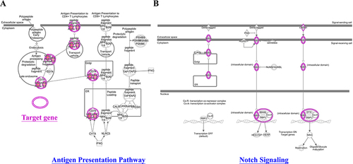 Figure 5 Network analyses of the antigen presentation pathway target gene (A) and the gene that Notch signaling targets (B). IPA software analyzed network analysis (SNPs gene loci, P<1E-05).