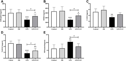 Figure 4 Effects of LYC on post-LPS the oxidation index of epididymis homogenate. (A) GSH-pX, (B) SOD, (C) CAT, (D) TAOC, (E) MDA. These results suggested that LYC could boost antioxidant defense and increase antioxidant capacity by lowering MDA levels and raising the activity of the antioxidant enzyme in the epididymis. *P<0.05, **P<0.01, ***P<0.001, Compared with Control and Oil. #P<0.05, ##P<0.01, ###P<0.001,Compared with LPS alone.