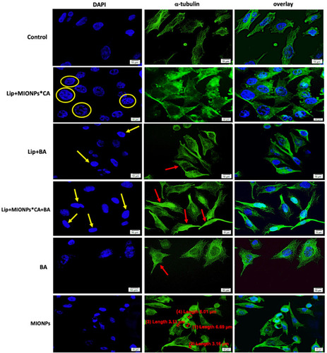 Figure 9 MCF7 cells visualized by fluorescence microscopy, after 24 h treatment with test compounds at concentration of 25 µM under hyperthermal conditions. Nuclear and microtubules staining were expressed separately (DAPI and α-tubulin, respectively) and also combined (overlay). Yellow arrows marked the typical morphological changes for apoptosis induction: chromatin condensation, boundary alterations, and nuclear fragmentation, while enucleation process is highlighted by the yellow circle. The abnormal filamentous organization of microtubule (MT) network was indicated by the red arrows. Three independent experiments were performed for each sample (n=3).