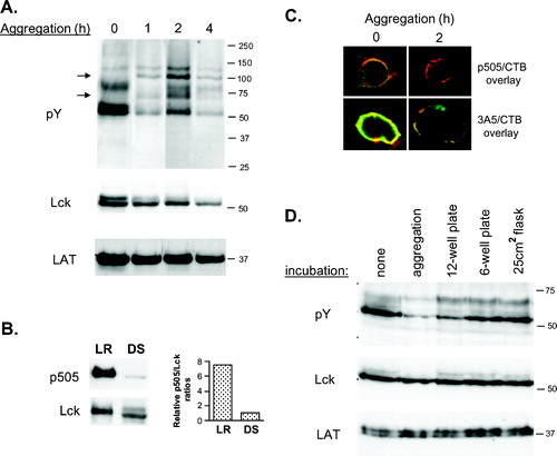 Figure 1. Changes in protein tyrosine phosphorylation induced by high cell density in lipid rafts. (A) Lipid rafts from Jurkat cells aggregated for the times indicated, were blotted with antibodies to phosphotyrosine (pY), Lck and LAT. (B) Lipid raft (LR) and detergent-soluble (DS) fractions were probed with antibodies to phosphorylated 505 tyrosine (p505) or Lck. Densitometric values of the protein bands are expressed as a ratio of p505/Lck, setting as reference (value of 1) the ratio in the DS fraction. (C) Confocal images of non-aggregated and 2-h aggregated cells doubly stained with anti-p505 (green) and CTB (red) or anti-Lck (green) and CTB (red). Co-localization is determined by the development of yellow colour. (D) Jurkat cells were incubated for 2 h in different culture dishes and probed with anti-pY, anti-Lck and anti-LAT antibodies.