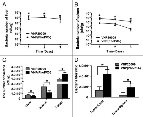 Figure 2. VNP(PhoP/Q−) biodistribution in normal mice and tumor bearing mice. Tumor-free mice or tumor bearing mice were inoculated with VNP20009 and VNP(PhoP/Q−) by intraperitoneal injection. Bacteria titer in liver and spleen of tumor-free mice were determined at 1, 2, and 3 d post infection. Bacteria titer in liver, spleen, and tumor of tumor-free mice were determined at 6 d post infection. (A and B) Bacteria titer in liver and spleen of tumor-free mice, *P < 0.05, VNP20009 vs. VNP(PhoP/Q−). (C) Bacteria titer of liver, spleen, and tumor in tumor-free mice with VNP20009 and VNP(PhoP/Q−) infection, *P < 0.05, VNP20009 vs. VNP(PhoP/Q−). (D) Bacteria titer ratio in in tumor free mice with VNP20009 and VNP(PhoP/Q−) infection, *P < 0.05, VNP20009 vs. VNP(PhoP/Q−).