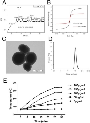 Figure 1 Characterization of SPIONPs and CD44-SPIONPs. (A) X-ray diffraction pattern of SPIONPs. (B) Magnetization vs magnetic field curves of dry SPIONPs and CD44-SPIONPs at 300 K. (C) Transmission electron microscopic images of nanoparticles (×80,000). D: DLS analysis reporting a narrow size distribution centered at 150 nm. (E) The initial temperature was equilibrated to 37°C, and the temperature of the CD44-SPIONPs dispersion was measured using a fiber-optic temperature sensor following the application of the AMF.