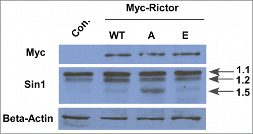 Figure 5. Phosphorylation of Rictor by Plk1 regulates the expression level of mSin1.5, but not other isoforms of mSin. HEK-293T cells were transfected with Myc-Rictor constructs (WT, S1162A or S1162E), and harvested for anti-mSin1 IB.