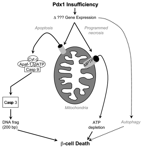 Figure 1 Schematic depiction of programmed β-cell death pathways implicated in diabetes caused by Pdx1 haplo-insufficiency. Deficiency of transcription factor Pdx1 likely alters gene expression, activating pathways that induce apoptosis via mitochondrial outer membrane permeabilization (left) and programmed necrosis via the mitochondrial permeability transition (right). Pancreatic β-cell autophagy is also induced by Pdx1 insufficiency, but its role in programmed cell death is currently unclear.