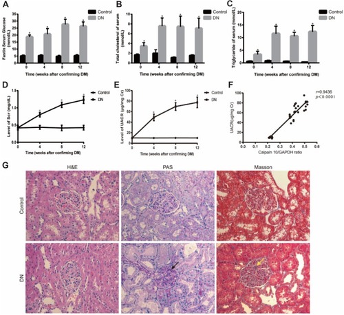 Figure 1 Establishment of diabetic nephropathy in rats. (A-E) Physical and biochemical parameter of experimental animals showed that DN rats emerged hyperglycemia, hyperlipemia and renal insufficiency. (F) Correlation between Calpain10 and UACR. (G) Renal histopathology in control and DN group rats at 4 weeks after DM. H&E, PAS and Masson (original magnification×200) showed that, compared with control group, renal fibrosis, glycogen storage, and mesangial matrix expansion were found in DN group rats. The red arrow shows that glycogen storage, the yellow arrow indicates that mesangial matrix expression. Values are the mean ± SD; n=5,*P<0.05 compared with the control group at the same time.