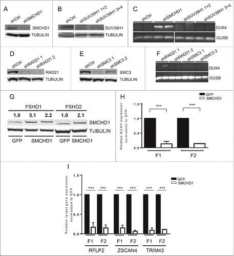 Figure 2. (See previous page) SMCHD1, but not SUV39H1 and Cohesin, regulates DUX4 expression. Western blot confirmation of (A) SMCHD1, (B) SUV39H1, (D) RAD21, and E) SMC3 knockdown in control myotubes expressing the indicated lentiviral transduced shRNAs. Tubulin was used as a loading control. Representative blots of at least duplicate experiments are shown. (C, F) Standard gel electrophoresis analysis of DUX4 expression upon lentiviral knockdown of SMCHD1, SUV39H1, RAD21 and SMC3 in control myotubes. Only depletion of SMCHD1 resulted in reproducible activation of DUX4 transcription. Representative gel photos are shown of at least duplicate experiments. The PCR fragment visible in one RAD21 knockdown was sequenced and shown to be the product of an a-specific amplification. (G) Western blot analysis confirms a 2-3 fold increase of SMCHD1 expression upon its lentiviral transduction in 2 FSHD1 and 1 FSHD2 myotube cultures. GFP transduced myotubes served as a negative control. Numbers indicate normalized relative expression levels of SMCHD1 using Tubulin as a loading control followed by setting normalized SMCHD1 levels of GFP transduced samples (only expressing endogenous SMCHD1) to 1. (H) Expression levels of DUX4 were significantly reduced upon ectopic expression of SMCHD1 in 2 FSHD1 and 2 FSHD2 myotube cultures. Relative DUX4 expression was calculated for each sample by normalization to GUSB and GAPDH housekeeping genes. Bars show values of each samples adjusted to the expression value of GFP transduced sample as 1. (I) Expression levels of the DUX4 target genes RFPL2, ZSCAN4, and TRIM43 showed a significant reduction upon ectopic expression of SMCHD1 in 2 FSHD1 and 2 FSHD2 myotubes, concordant with decreased DUX4 protein expression. Expression levels were normalized as described for panel Figure 1A. For panel H, I: Error bars display SD and significance was calculated using a 2-tailed Student's t-test. All P <0.0005 indicated by ***.
