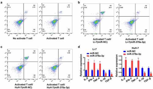 Figure 7. miR-378a-3p modulated the cell differentiation of CD25+ Foxp3+ Treg. (A) The percentage of CD4+CD25+ Foxp3+ Tregs in the CD4+ population was detected using FACS. (B, C) Up-regulation of miR-378a-3p lead to a decrease in Treg induction compared to the negative controls. (D) Detecting cytokine levels with qRT-PCR in co-culture medium. Data were shown as mean ± SD from three independent experiments. *P < 0.05 and **P < 0.01.
