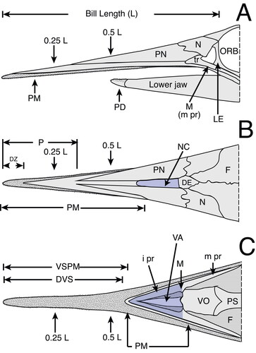 Figure 2. Generalized istiophorid rostrum (modified from Fierstine & Voigt Citation1996): A, left lateral view; B, dorsal view; C, ventral view. Abbreviations for characters: DVS, distribution of denticles on the ventral surface; DZ, distribution of denticles on the dorsal surface of the rostrum; i pr, internal process of maxilla; L, bill length; m pr, maxillary process; NC, narial cavity; ORB, orbital region; P, position of prenasal bone from the distal tip of the rostrum; tr, triangular region of maxilla; VA, ventral aperture; VSPM, length from the tip where fused premaxillaries divide into two separate bones. The abbreviations of bone names are listed in the methodology, illustrations have been modified from Fierstine & Voigt (1996).