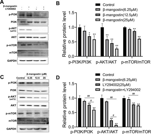 Figure 4 Role of β-mangostin on PI3K/AKT/mTOR pathway regulation in glioma. C6 cells were pretreated with three concentrations of β-mangostin (6.25, 12.5, and 25 μM). (A-B) Western blot analysis of PI3K/AKT/mTOR pathway in C6 cells. (C-D) Western blot analysis of PI3K/AKT/mTOR pathway after adding the PI3K inhibitor, LY294002 in C6 cells. Data are the meanμSD for three independent experiments. **P<0.01 and *P<0.05 vs. controls. ##P<0.01 and #P<0.05 vs. “β-mangostin+LY294002.”