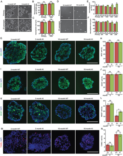 Figure 3. Increased autophagy promotes the growth of neurospheres isolated from old Becn1 Kl mice. (A) Phase contrast images of primary and 20th passaged neurospheres from WT and Kl mice at 3 mo. (B and C) Mean ± SE of the number and size of neurospheres with different passage from WT and Kl mice at 3 mo. Experiments are from 5 animals per group. (D) Phase contrast images of primary and 20th passaged neurospheres from WT and Kl mice at 18 mo. (E and F) Mean ± SE of the number and size of neurospheres with different passage from WT and Kl mice at 18 mo. Experiments are from 5 animals per group. (G, I, K, M) Immunofluorescence for NES (G), SOX2 (I), MKI67 (K), TUNEL (M), and DAPI in sectioned neurospheres at 15th – 20th passages of 3-months-old and 18-months-old WT and Kl mice. (H, J, L, N) Mean ± SE of the percentage of NES+ (H), SOX2+ (J), MKI67+ (L), TUNEL+ (N) cells in neurospheres at 15th – 20th passages of 3-months-old and 18-months-old WT and Kl mice. For each condition, > 2,000 cells from 5 independent experiments were counted. Bar: 100 μm. **: p < 0.01. ns: no significance. Two-way Anova was used for statistical analysis.