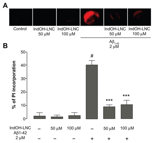 Figure 1 (A and B) Indomethacin-loaded lipid-core nanocapsules (IndOH-LNCs) attenuate cell damage after exposure of organotypic hippocampal slices cultures to Aβ1-42 peptide. (A) Representative photomicrographs of propidium iodide (PI) uptake in hippocampal slices after 48 hour exposure to 2 μM Aβ1-42 and treated with 50 or 100 μM IndOH-LNCs, as described in “Materials and methods”; (B) quantification of PI uptake in response to Aβ peptide and IndOH-LNCs. Values are expressed as percentage of cell death in hippocampus.Notes: #Significantly different from control cultures; ***significantly different from Aβ1-42 2 μM group. Two-way analysis of variance followed by Bonferroni post hoc test, P < 0.001. Bars represent the mean ± standard deviation, n = 12.