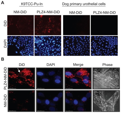 Figure 3 Cell uptake of nontargeting and targeting micelles by dog bladder cancer cells. K9TCC-Pu-In cells were incubated with nontargeting (NM-DiD) or targeting micelles (PLZ4-NM-DiD), both loaded with DiD/PTX, for 1 hour before washing and imaging. (A) Comparison of cell uptake between nontargeting and targeting micelles with K9TCC-Pu-In (left) and normal dog primary urothelial cells (right) showing little retention of micelles with normal urothelial cells. The experiments were repeated three times with the cell line and twice with primary urothelial cells (100×). (B) High-resolution tomography showed the difference in the cell uptake of targeting (PLZ4-NM-DiD, upper panel) and nontargeting (NM-DiD, lower panel) micelles in K9TCC-Pu-Axc cells. 4′,6-diamidino-2-phenylindole (blue, nuclear staining) and white light phase images were presented to show nucleus and cell morphology, respectively.Notes: The white arrow points to the attachment of targeting micelles to the cell membrane. Bar = 15 μm.Abbreviations: DiD, 1,1′-dioctadecyl-3,3,3′,3′-tetramethylindodicarbocyanine; PTX, paclitaxel.