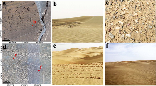 Figure 8. Field photographs showing the condition of sediment in the study area. (a) Remote sensing image of gravel beach. The asymmetrical barchans dunes developed in this region. The red star shows the location of (b). (b) Field photograph of the area covered by asymmetrical barchans dunes. (c) Field photograph of surface sediments in the inter-dune region of the gravel beach. (d) Remote sensing image of the coexistence of dunes with different orientations. The red stars show the location of (e), (f). (e) Field photograph of the area covered by network dunes. (f) Field photograph of the area covered by fingering linear dunes. Source: Author.