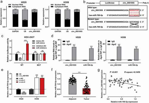 Figure 3. Circ_0001955 directly targeted miR-769-5p.