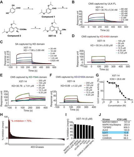 Figure 4. XST-14 is a potent ULK1 kinase inhibitor that binds to the KD of ULK1. (A) Chemical structure and chemical synthesis route of XST-14, a ULK1 competitive kinase inhibitor. (B) The kinetic interactions of XST-14 and the ULK1 protein were determined by surface plasmon resonance (SPR) analyses. The indicated concentrations of XST-14 were passed over immobilized ULK1 on CM5 sensor chips. The affinity constants were evaluated using BIAevaluation software. (C) The kinetic interactions of XST-14 and the KD truncation of the ULK1 protein were determined by SPR analyses. The indicated concentrations of XST-14 were passed over immobilized KD on streptavidin (SA) sensor chips. The affinity constants were evaluated using BIAevaluation software. (D-F) The kinetic interactions of the mutated KD and XST-14 were determined by SPR analyses. The indicated concentrations of XST-14 were passed over the immobilized mutants of the KD on CM5 sensor chips. The affinity constants were evaluated using BIAevaluation software. (G) The half maximal inhibitory concentration (IC50) for XST-14 against ULK1 was determined using an in vitro kinase assay. XST-14 was tested in triplicate in a 12-dose IC50 mode with a starting dose of 100 μM. The data are the means ± SEM. (H, I) The kinase selectivity profile for XST-14 was determined using SelectScreen Kinase Profiling Services. Briefly, XST-14 was screened at a 5 μM dose for its ability to impair the binding of a panel of 403 kinases to the substrate in an in vitro binding assay. The red box indicates >75% inhibition. (J) The summary of IC50 measurements for each kinase is presented in this table.