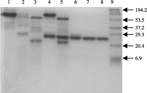 Figure 7 Inhibitory effect of MKTI against trypsin and chymotrypsin using BSA as substrate on 15% SDS-PAGE. Lane 1, BSA; 2, BSA incubated with trypsin; 3, BSA incubated with chymotrypsin; 4, BSA incubated with trypsin and MKTI complex; 5, BSA incubated with chymotrypsin and MKTI complex; 6, MKTI incubated with trypsin; 7, MKTI incubated with chymotrypsin; 8, pure MKTI; 9, Molecular weight markers.