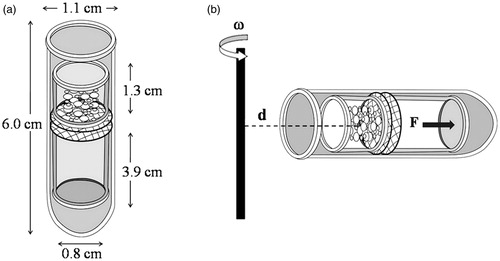 Figure 1. Drug–carrier detachment test by ultracentrifugation; (a) two tubes made up of steel were inserted in a plastic centrifuge tube and the double sieves was sandwiched in a middle of the two half cut tube and (b) diagram showing the experimental setup. The centrifuge tube was placed in the rotor of the centrifuge, the position of the powder on the sieves determining the radius of centrifugation (d). During centrifugation, a force (F), proportional to the angular velocity (ω), will pull on the powder with an angle of 180 °C.