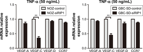 Figure S2 The relative expression of VEGF-A, VEGF-C, VEGF-D, and CCR7 mRNA in GBC cells and RIP1-knockdown GBC cells upon TNF-α stimulation.