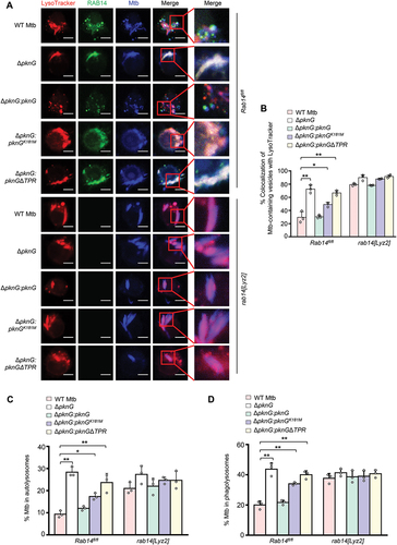 Figure 6. RAB14 is essential for Mtb PknG-mediated autophagosome/phagosome maturation arrest. (A) Confocal microscopy analysis for the acidification of Mtb-containing vesicles in BMDMs from Rab14fl/fl and rab14[Lyz2] mice. Cells were infected with Alexa FluorTM 405-labeled WT, ΔpknG, ΔpknG:pknG, ΔpknG:pknGK181M or ΔpknG:pknGΔTPR Mtb strains (blue) at a MOI of 1 for 6 h. Cells were incubated with 75 nM LysoTracker Red for an additional 30 min and fixed and stained with the antibody against Rab14 (green), and then subjected to confocal microscopy analysis. Scale bars: 10 μm. (B) Percent colocalizations of Mtb-containing vesicles with LysoTracker Red in (A). About 100 cells were counted and analyzed for each biological replicate. Data are shown as mean ± SEM of three independent experiments. *P < 0.05 and ** P < 0.01 denote significant differences among BMDMs from Rab14fl/fl or rab14[Lyz2] mice infected with different Mtb strains, as analyzed by two-way ANOVA and Sidak multiple comparisons test. (C and D) The percentage of Mtb that was localized in an autolysosome (LC3+ LT+ Mtb+) (C) or in a phagolysosome (LC3− LT+ Mtb+) (D). BMDMs from Rab14fl/fl and rab14[Lyz2] mice were infected and incubated with LT Red as in (A), and were then fixed and stained with the antibody against LC3 (green), followed by fluorescence confocal microscope analysis. Autophagosomes, LC3+ Mtb+; phagosomes, LC3− Mtb+; autolysosomes, LC3+ LT+ Mtb+; phagolysosomes, LC3− LT+ Mtb+ (+, positive; – negative). About 100 cells were counted and analyzed for each biological replicate. Data are shown as mean ± SEM of three independent experiments. *P < 0.05 and ** P < 0.01 denote significant differences among BMDMs from Rab14fl/fl or rab14[Lyz2] mice infected with different Mtb strains, as analyzed by two-way ANOVA and Sidak multiple comparisons test.