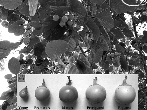 FIGURE 1 C. dichotoma fruit at successive stages of growth and ripening.