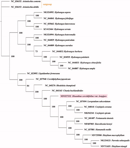 Figure 1. A maximum-likelihood tree based on the complete chloroplast genome sequences of Disanthus cercidifolius subsp. longipes (Hamamelidaceae) and related species, with both Aristolochia contorta and A. debilis (Aristolochiaceae) as the outgroup. The numbers next to nodes indicate bootstrap support values.