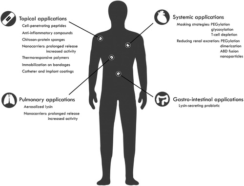 Figure 2. Overview of third-generation engineering approaches and advanced formulation strategies. Increasingly advanced engineering efforts are undertaken and advanced formulation strategies are investigated to push the development of lysins as antibacterials. This third generation of lysins aims to improve pharmacokinetics and/or pharmacodynamics with the bulk of the efforts focused on topical, systemic, pulmonary and gastro-intestinal applications. In addition, lysins are also investigated to coat catheter and implant surfaces.