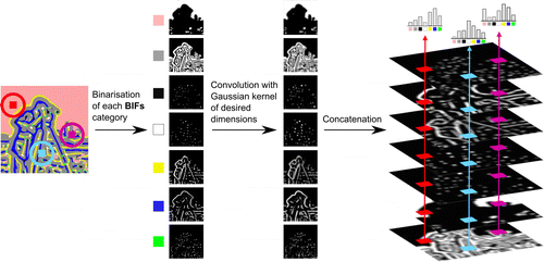 Figure 2 Construction of local soft-edged BIFs histograms. Cameraman image ©MIT.