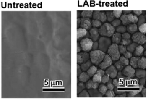 Figure 14. Scanning electron microscopy (SEM) images of the untreated titanium substrate surface and that of a coating. LAB (laser single-step coating) [Citation42].