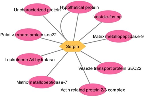 Figure 2. PPI network of serpin from S. mansoni and their interacting protein partners.