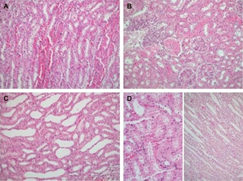 Figure 1 Nephrectomy specimens of four groups.