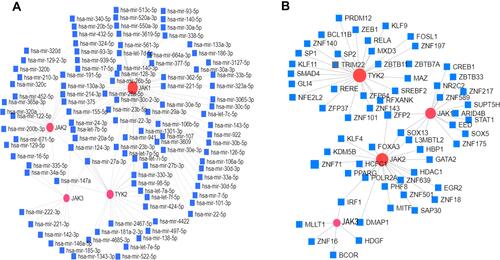 Figure 7 The predicted miRNAs and TFs of JAKs and their interaction networks. (A) The predicted networks of miRNAs. (B) JAKs and the predicted networks of TFs and JAKs. Red circle, JAK family; square, predicted miRNA or TFs; line, predicted interactions.