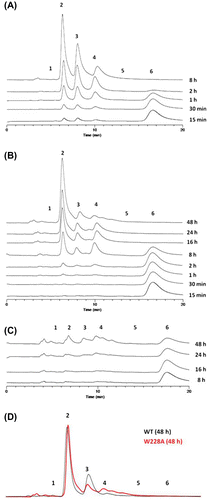 Fig. 4. HPLC analysis of degradation of chitosan-hexamer.Notes: Degradation time-course of (A) WT, (B) pULD-CHI-W228A, and (C) pULD-CHI-Y311A. (D) Comparison of final degradation products between WT and pULD-CHI-W228A. Quantified data of the amount of produced chitosan oligosaccharides (dimer, trimer, and tetramer) were shown in Table Table 3. The amount of produced chitosan oligosaccharides on Fig. 4(D).Download CSVDisplay Table3.