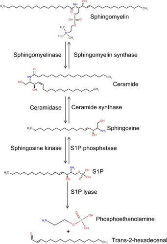 Figure 1 The sphingolipid metabolic pathway.