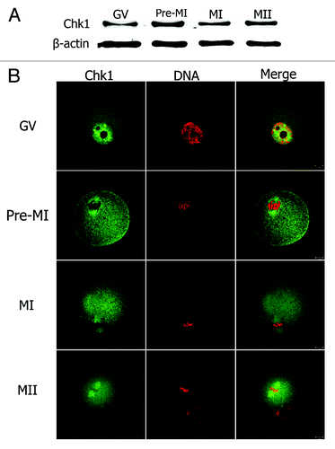 Figure 1. Expression and subcellular localization of Chk1. (A) Oocyte samples were collected for western blot after 0 h, 4 h, 8 h or 12 h of culture, corresponding to GV, Pro-MI, MI and MII stages, respectively. The molecular weight of Chk1 is 56 kDa and β-tubulin is 42 kDa. (B) Oocytes at GV, pro-MI, MI or MII stages were co-stained with anti-Chk1 antibody (green) and PI (red), and the slides were examined under a confocal microscope. Bar, 10 μm.