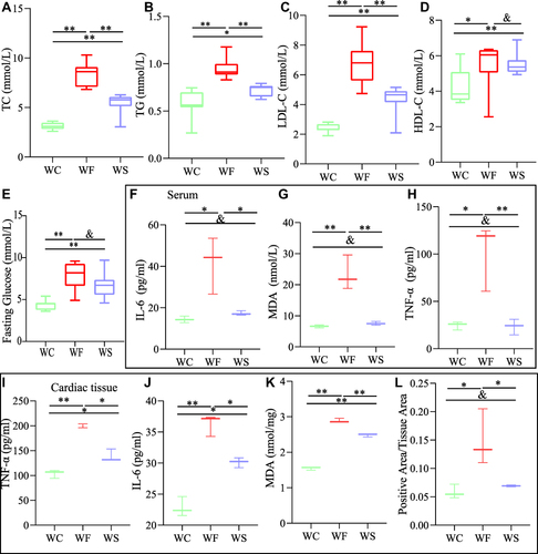 Figure 2 Comparison of the changes in TC, TG, LDL-C and HDL-C in the WC, WF and WS groups. (A) TC (total cholesterol). (B) TG (total cholesterol). (C) LDL-C (low-density lipoprotein cholesterol). (D) HDL-C (high-density lipoprotein cholesterol). (E) Fasting blood glucose. Data are expressed as mean±standard deviation (n=8). TNF-α (tumor necrosis factor-α), IL-6 (interleukin-6), and MDA (malonic dialdehyde) levels in serum (F–H). TNF-α, IL-6, MDA and ROS (reactive oxygen species) levels in cardiac tissue (I-L). Data are expressed as mean±standard deviation (n=3). **P < 0.01, *P < 0.05, andP > 0.05.