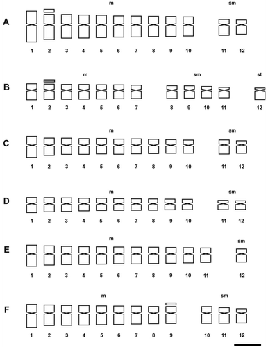 Figure 9. Idiograms of Solanum species of Morelloid clade. (A) S. aloysiifolium 2210; (B) S. aloysiifolium 2152; (C) S. americanum; (D) S. chenopodioides; (E) S. concarense; (F) S. echegarayi. Scale bar = 3 μm.