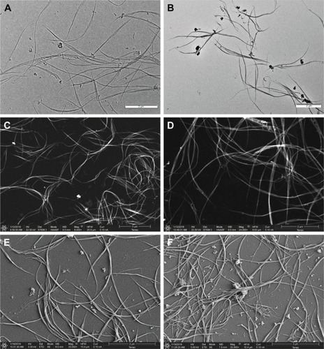 Figure 5 (A) TEM micrograph of water solutions of mannose-coated SWCNT I, (B) TEM micrograph of water solutions of lactose-coated SWCNT II, (C) STEM micrograph of water solutions of mannose-coated SWCNT I with HAADF detector, (D) STEM micrograph of water solutions of lactose-coated SWCNT II with HAADF detector, (E) SEM micrograph of water solutions of mannose-coated SWCNT I, and (F) SEM micrograph of water solutions of lactose-coated SWCNT II.Abbreviations: TEM, transmission electronic microscopy; SWCNT, single-walled carbon nanotube; STEM, scanning transmission electronic microscopy; HAADF, high-angle darkfield; SEM, scanning electronic microscopy.