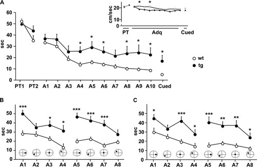 FIG 7 Impaired learning and memory in daDREAM mice. (A) Escape latency across acquisition sessions (A1 to A10) is increased in transgenic (tg, n = 11) with respect to wild-type (wt, n = 10) mice [repeated-measures ANOVA, F(1,19) = 9.052, P = 0.007]. (Inset) No difference in swimming speed was detected between genotypes [repeated-measures ANOVA, F(1,19) = 3.633, P = 0.072]. (B and C) In the repeated reversal learning paradigm, transgenic mice (n = 10) showed increases in escape latency in odd (B) and even (C) trials, related to impairment in reference and working memory, respectively, across the eight acquisition sessions (A1 to A8), compared to the results for wild-type mice (n = 10). Data are expressed as means ± SEM. *, P < 0.05; **, P < 0.01; ***, P < 0.001. For statistical details, see Table S7 in the supplemental material.
