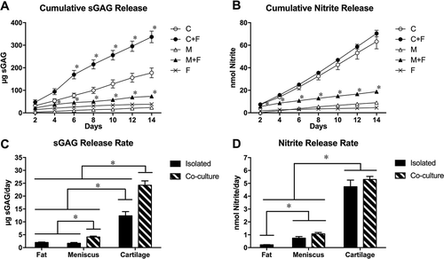 Figure 2. Conditioned media analysis. Cumulative levels of (A) sGAG and (B) nitrite released to conditioned media and average (C) sGAG and (D) nitrite release rates for fat, meniscus and cartilage explants cultured in isolation or in co-culture with fat. *p < 0.05 relative to isolated tissue controls (A,B) or as indicated between groups (C,D). Mean ± SEM.