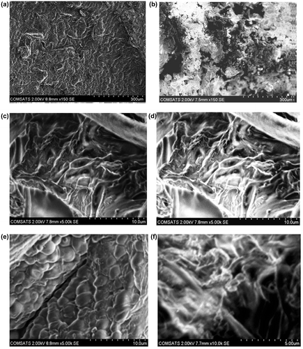 Figure 13. SEM micrographs of NaAlg/AA hydrogels (a) Surface morphology of unloaded hydrogel (b) Surface morphology of loaded hydrogel (c, e) Cross sectional morphology of unloaded hydrogel and (d, f) Cross sectional morphology of loaded hydrogel at various resolutions.