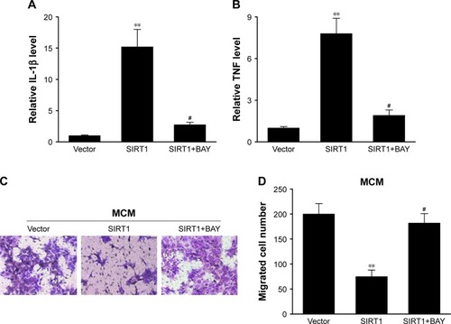 Figure 6 The repressing impact of SIRT1 on M1 macrophages as well as cancer cells was counteracted via inhibition of NF-κB signaling.Notes: RAW 264.7 macrophages were transfected with SIRT1 or vector and were subsequently activated utilizing 100 ng/mL LPS and 20 ng/mL IFN-γ and BAY for 24 hours. Expression of L-1β (A) and TNF-α (B) was evaluated via qPCR in RAW 264.7 macrophages. RAW 264.7 macrophages were transfected with SIRT1 or vector and were subsequently activated utilizing 100 ng/mL LPS, 20 ng/mL IFN-γ, and BAY for 24 hours. HepG2 cells were then treated with abovementioned conditioned medium from RAW 264.7 macrophages (MCM). (C) Images of HepG2 cells with migration ability on the bottom surface of transwell membranes. (D) Number of HepG2 cells with migration ability in five random fields under a microscope from various groups. Results are displayed as mean ± SEM, **P<0.01 vs vector groups; #P<0.05 vs SIRT1 groups.Abbreviations: BAY, Bay-11-7082; LPS, lipopolysaccharide; IFN, interferon; MCM, macrophage-conditioned medium; SEM, standard error of mean; TNF, tumor necrosis factor.