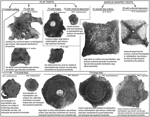 Figure 27. Identification chart of orthophragminids from the Sulaiman Range based on external test shape and corresponding equatorial sections. The flat orthophragminids are categorized into four groups based on test surface features (e.g. ribs, bulges, and central depression of the test). The flat specimens with smooth test surface are further categorized as ‘small’ (<3 mm) and ‘large’ (>3 mm). The saddle-shaped tests are subdivided into two categories as ‘smooth tests’ and tests with ‘umbonal depression’. This categorisation does not reflect a taxonomical hierarchical classification.