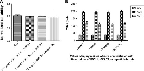 Figure 7 Toxicity analysis of nanoparticles.Notes: (A) After cultured with PBS and 100 μg/mL, 1 mg/mL, 10 mg/mL SDF-1α-PPADT nanoparticles for 24 hours, the cell proliferation rates of BMSCs almost identical (P=0.638). (B) 7 days after injected intravenously with saline (control), 1 mg/kg, 10 mg/kg and 100 mg/kg. SDF-1α-PPADT nanoparticles, the injury markers CK (P=0.679), AST (P=0.853) and ALT (P=0.831) showed no significantly differences.Abbreviations: CK, creatine kinase; AST, aspartate aminotransferase; ALT, alanine aminotransferase; PBS, phosphate buffered saline; PPADT, poly-(1,4-phenyleneacetone dimethylene thioketal); SDF-1α-PPADT, SDF-1α-loaded PPADT; SDF-1α, stromal cell-derived factor-1α.