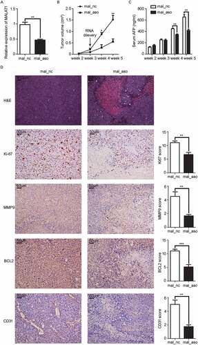 Figure 6. In vivo knockdown of MALAT1 in HCC tissues suppresses HCC growth. A) RT-qPCR analysis of MALAT1 expression in SMMC-LTNM tumor tissue two weeks after intratumoral injection of cholesterol-conjugated MALAT1 silence (mal_aso) or negative control (mal_nc). B, C) Two weeks after subcutaneous inoculation of SMMC-LTNM tumor cells, HCC-bearing nude mice were treated by intratumoral injection of mal_aso or mal_nc, respectively. Tumor volume B) and serum AFP levels C) were shown. D) H&E staining and detection of Ki-67, MMP9, BCL2 and CD31 by IHC in HCC tissues was performed two weeks after intratumoral injection of cholesterol-conjugated mal_aso or mal_nc. IHC staining score were analyzed statistically (right panel). Scale bars = 50μm or 500μm. Data are shown as mean± s.e.m. (n = 3) (A, B, C and D). Data are shown one representative experiment (D) Similar results were obtained in three independent experiments. * P < 0.05, ** P < 0.01.