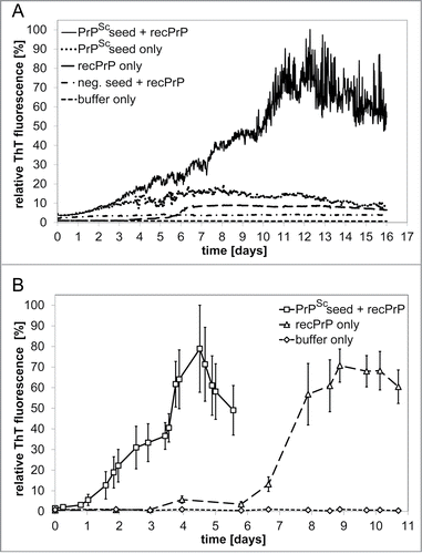 Figure 1. ThT fluorescence detection of amyloid formation during spontaneous and PrPSc-seeded fibrillation. (A) Amyloid formation of 100 ng μl‑1 ovrecPrP(25‑233) in volumes of 150 μl was analyzed in 96-well plates in absence or presence of PrPSc-seeds obtained by PTA-precipitation of scrapie sheep brain homogenate. As controls for PrPSc-seeded fibrillation, PTA-precipitated scrapie sheep brain homogenate in absence of ovrecPrP(25-233) (PrPSc seed only) and PTA-precipitated normal sheep brain homogenate in presence of ovrecPrP(25-233) (neg. seed + recPrP) demonstrate the specificity of the fibrillation assay. (B) Amyloid formation of 1000 ng μl−1 ovrecPrP(25‑233) in NMR-sufficient volumes of 10 ml was analyzed. Note that seeded fibril growth (PrPSc seed + recPrP) is completed before spontaneous conversion (recPrP only) starts. The decrease in ThT-fluorescence intensity after long times is attributed to lateral fibril association and blockage of ThT-binding sites. Values shown are means ± standard errors for up to 10 distinct experiments. The gradually increasing error bars reflect the fibril size distribution in a heterogeneous system.