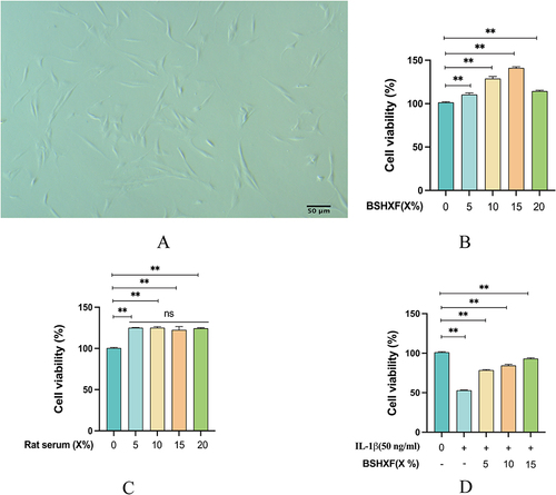 Figure 5 The protective effect of BSHXF on NP cells. (A) The morphology of NP Cell. (B) Effect of BSHXF on NP cell proliferation. (C) Effect of rat serum without BSHXF on NP cells. (D) Effect of IL-1β on NP cell proliferation. Data are means ± SD. (**P < 0.01).
