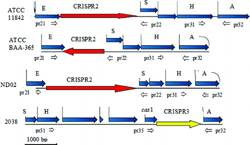 Figure 1. Schematic representation of the location of CRISPR2 and CRISPR3 in the genomes of Lactobacillus delbrueckii ssp. bulgaricus strains ATCC 11842, ATCC BAA-365, ND02 and 2038 and the position of the designed primers.Note: Acetyl-CoA acetyltransferase gene (A); 3′–5′ exonuclease gene (E); histidine-kinase gene (H); ppGpp-synthetase gene (S); CRISPR3-associated gene (cas1); specific primers (pr21 to pr35).