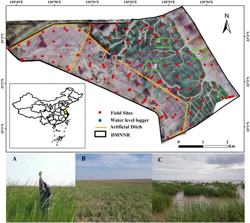 Figure 1. The location of the Dafeng Milu National Nature Reserve in Jiangsu Province. The background image is a natural true color drone photo taken on August 13, 2020. The unmanned aerial vehicle (UAV) provides a view of the field sample locations, showcasing the varying canopy heights and aboveground biomasses of S. alterniflora. The corresponding field photos, labeled as A, B, and C, were captured at these three sample locations in August 2020.